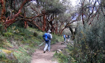 Quenual trees, Alpamayo trek