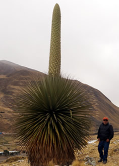 Puya Raimondi, Pastoruri glacier